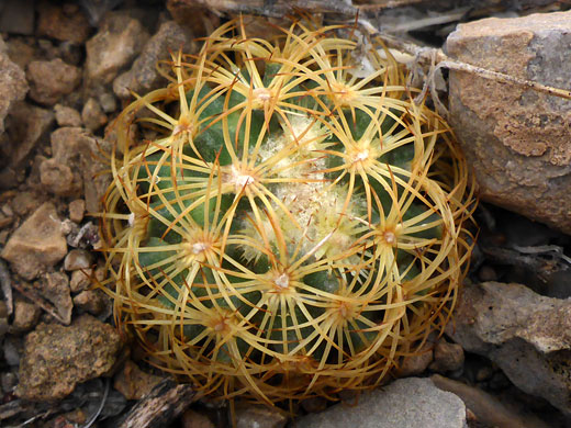 Young stem