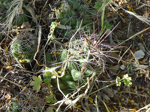 Nipple beehive cactus, coryphantha macromeris