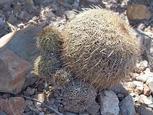 Coryphantha recurvata - cluster