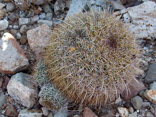 Coryphantha recurvata, with offsets