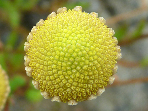 Common Brassbuttons; Cotula coronopifolia, Ossagon Trail, Prairie Creek Redwoods State Park, California