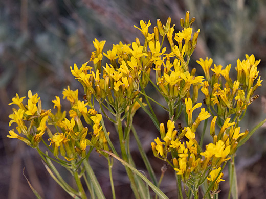 Tapertip Hawksbeard; Crepis acuminata, tapertip hawksbeard, Park City, Utah