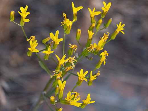 Yellow florets