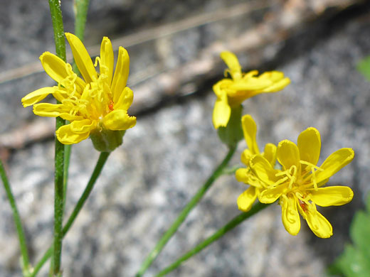 Slender Hawksbeard; Slender hawksbeard (crepis atribarba), Brown Creek Trail, Great Basin National Park, Nevada