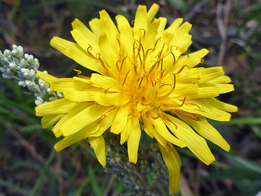 Meadow Hawksbeard; Yellow flowerhead of crepis runcinata, along the Sepulcher Mountain Trail, Yellowstone National Park, Wyoming