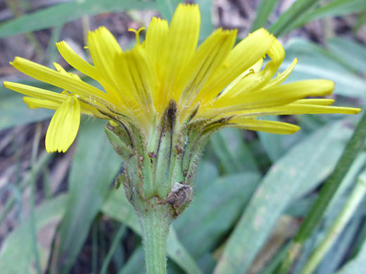 Phyllaries