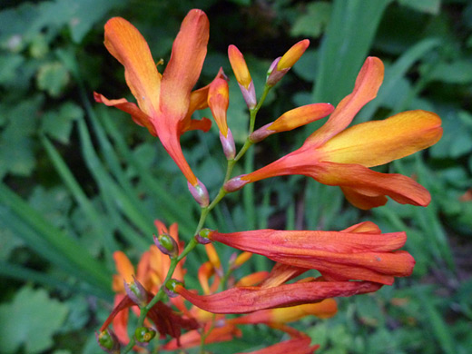 Montbretia; Crocosmia x crocosmiiflora along Divide Road, near Jedediah Smith Redwoods State Park, California