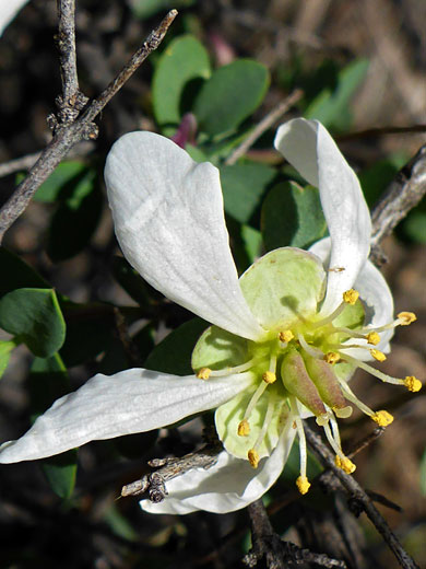 Ragged Rockflower; Crossosoma bigelovii (ragged rockflower), Tortolita Mountains, Arizona