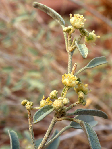 California Croton; Croton californicus (California croton), Valley of Fire Wash, Valley of Fire State Park, Nevada