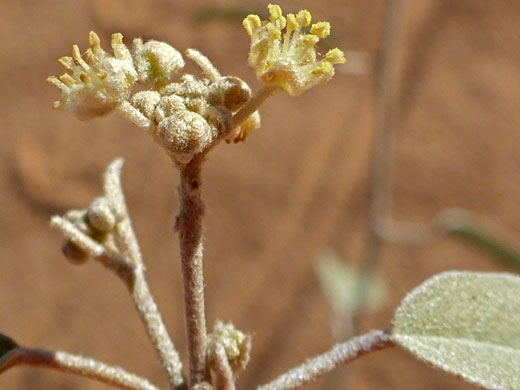 Hairy inflorescence