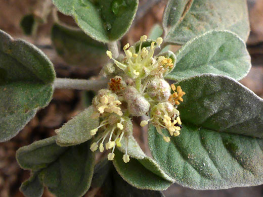 Inflorescence