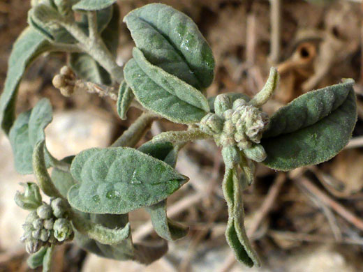 Leatherweed