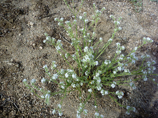Narrow Leaved Cryptantha