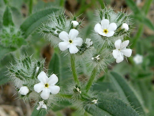 Bearded Cryptantha; White flowers and spiny green calyces - cryptantha barbigera var barbigera, along the Panorama Trail, Joshua Tree National Park, California