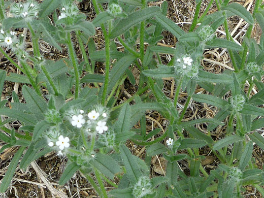 Bearded Cryptantha