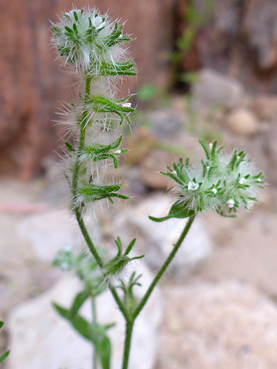 Flower clusters