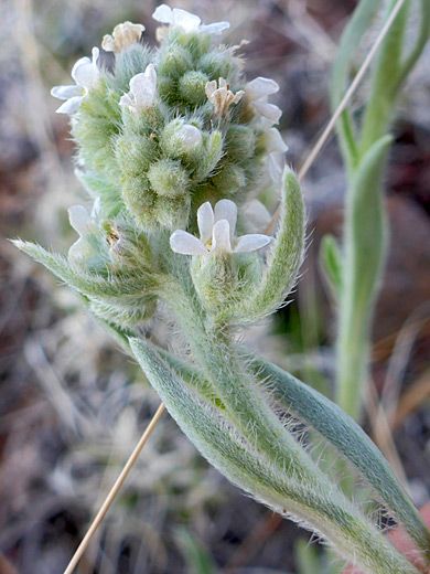 Flower cluster