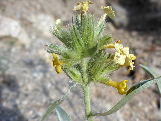 Withered yellow flowers