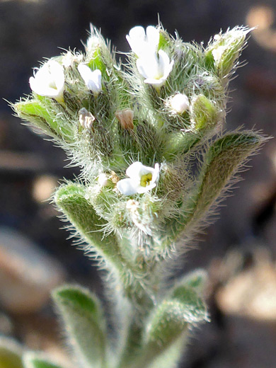 Thicksepal Cryptantha; Cryptantha crassisepala var elachantha, in Capitol Reef National Park, Utah