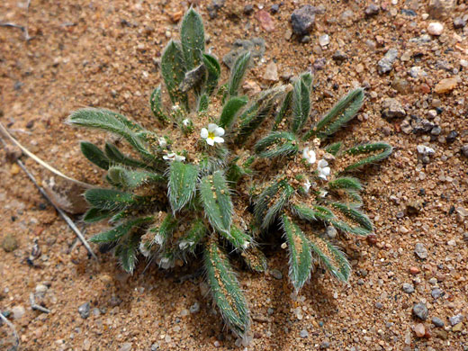 Low-growing plant