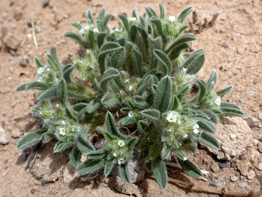 Leaves and flowers