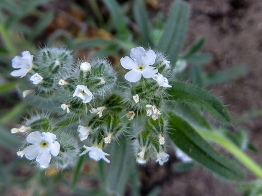 Prickly Cat's-Eye; Bristly flower cluster of cryptantha echinella - along Lee Vining Creek near Mono Lake, California