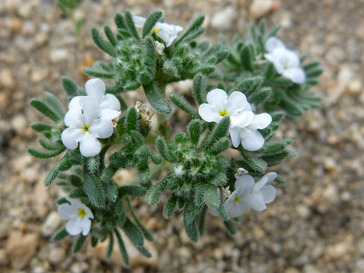 Red-Root Cryptantha; Small white flowers - cryptantha micrantha var lepida, along the Panorama Trail, Joshua Tree National Park, California