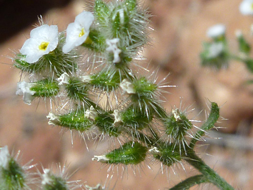 Pointed Cats-Eye; White flowers and green calyces - cryptantha muricata in Tanner Wash, Arizona