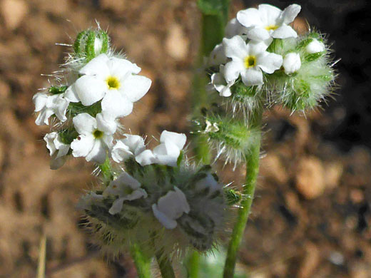 Branched inflorescence