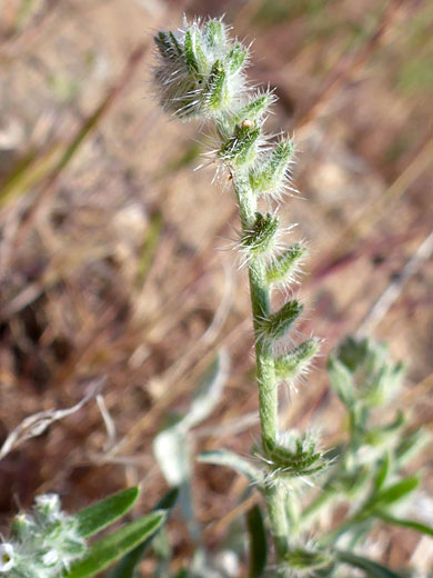 Elongated flower cluster