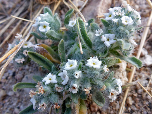 Sierra Cryptantha; Cryptantha nubigena (sierra cryptantha), Cottonwood Lakes Trail, Sierra Nevada, California