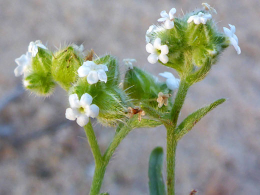 Two flowering stems