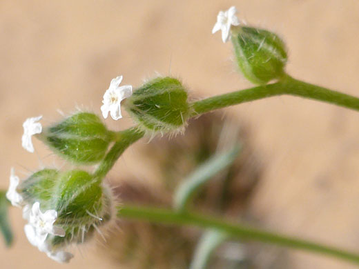 Green calyces