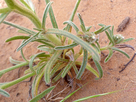 Wingnut Cryptantha