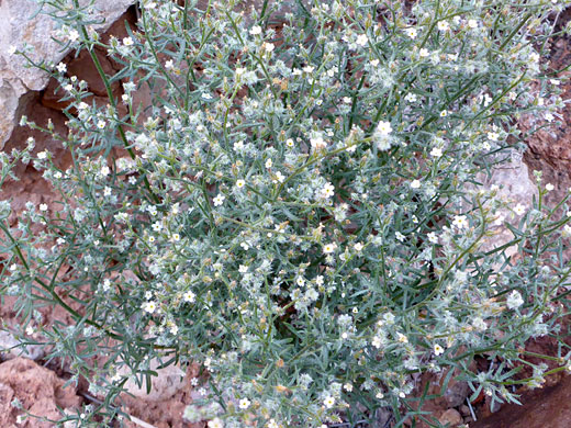 Bushy Cryptantha