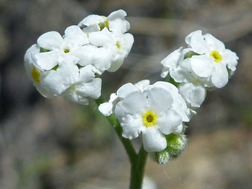 Scented Cats-Eye; Yellow-centered white flowers of cryptantha utahensis, along the Panorama Trail, Joshua Tree National Park, California