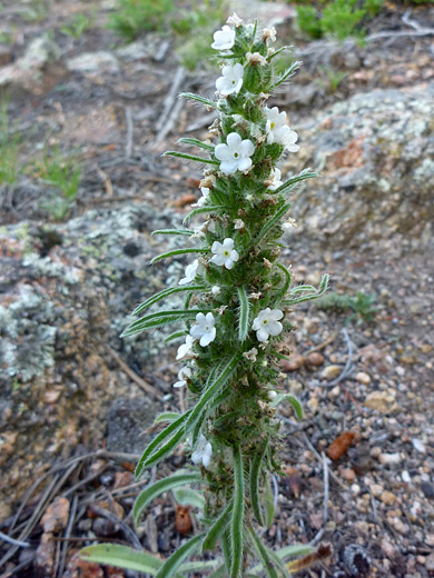 Miners Candle; Cryptantha virgata along the Gem Lake Trail, Rocky Mountain National Park, Colorado