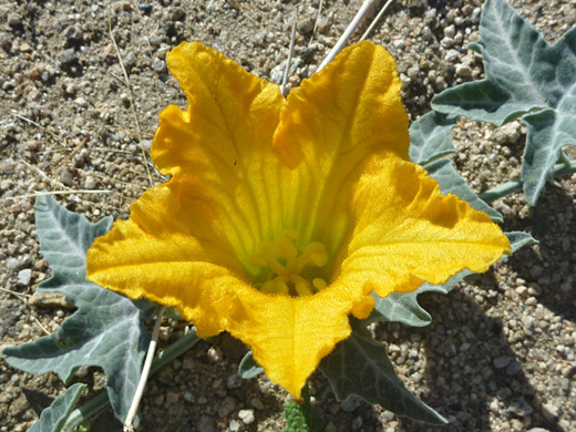 Coyote Melon; Yellow flower of cucurbita palmata, near Golden Bell Mine, Joshua Tree National Park, California