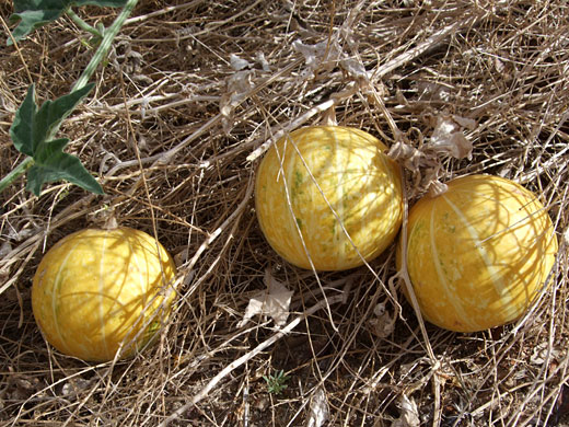 Coyote Melon