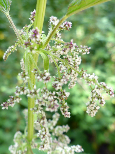 Carelessweed; Inflorescence of cyclachaena xanthiifolia, Manns Peak Trail, La Sal Mountains, Utah