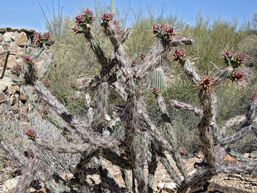 Cylindropuntia acanthocarpa