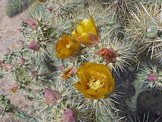 Flowers and buds