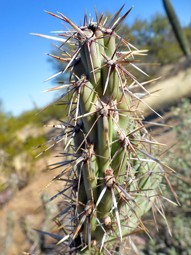 Elongated tubercles of buckhorn cholla