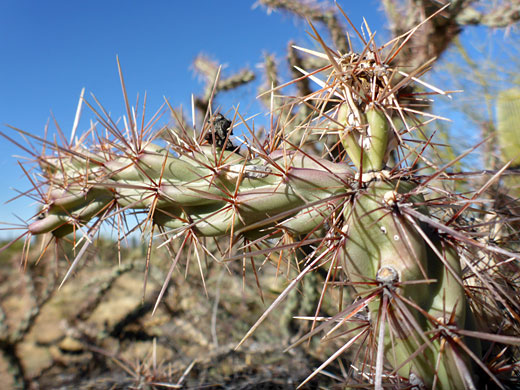 Short buckhorn cholla branches