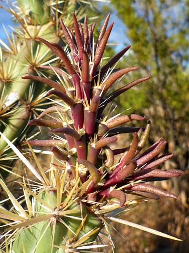 New stem growth