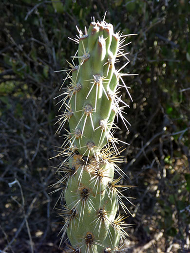 Cylindropuntia acanthocarpa var coloradensis
