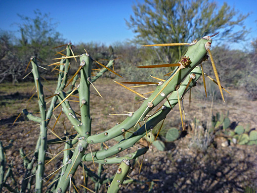 Arizona pencil cholla, cylindropuntia acanthocarpa