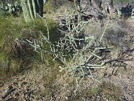 Arizona pencil cholla, with fruit