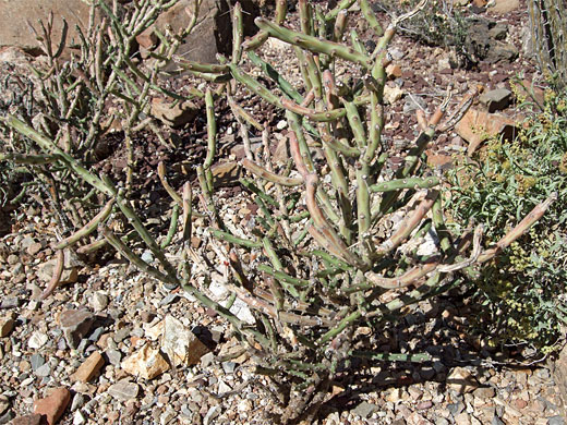 Cylindropuntia arbuscula