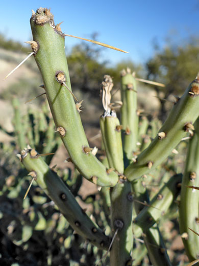 Arizona pencil cholla branches